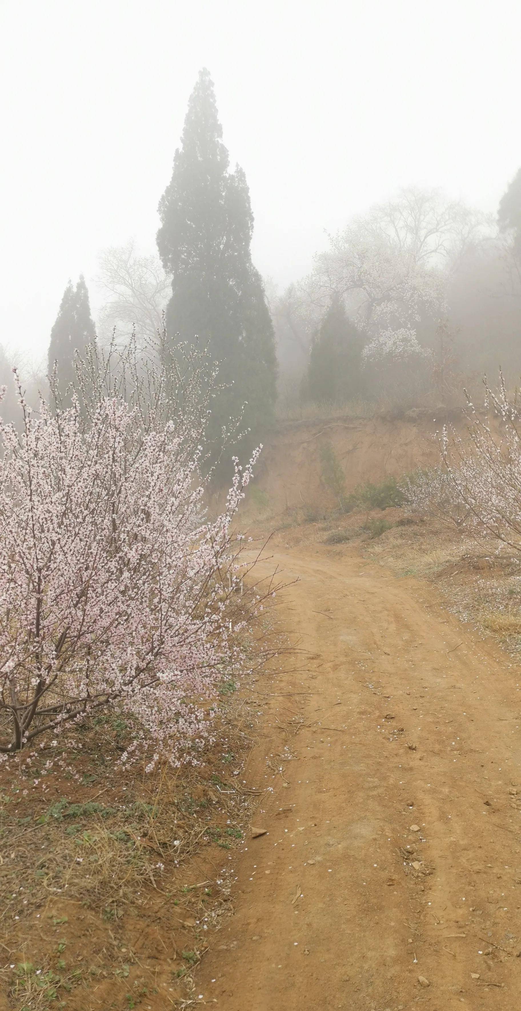 郑州杏花村风景区图片