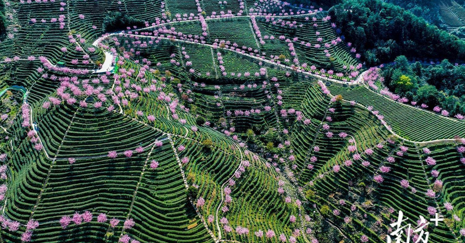 阴那山茶图片