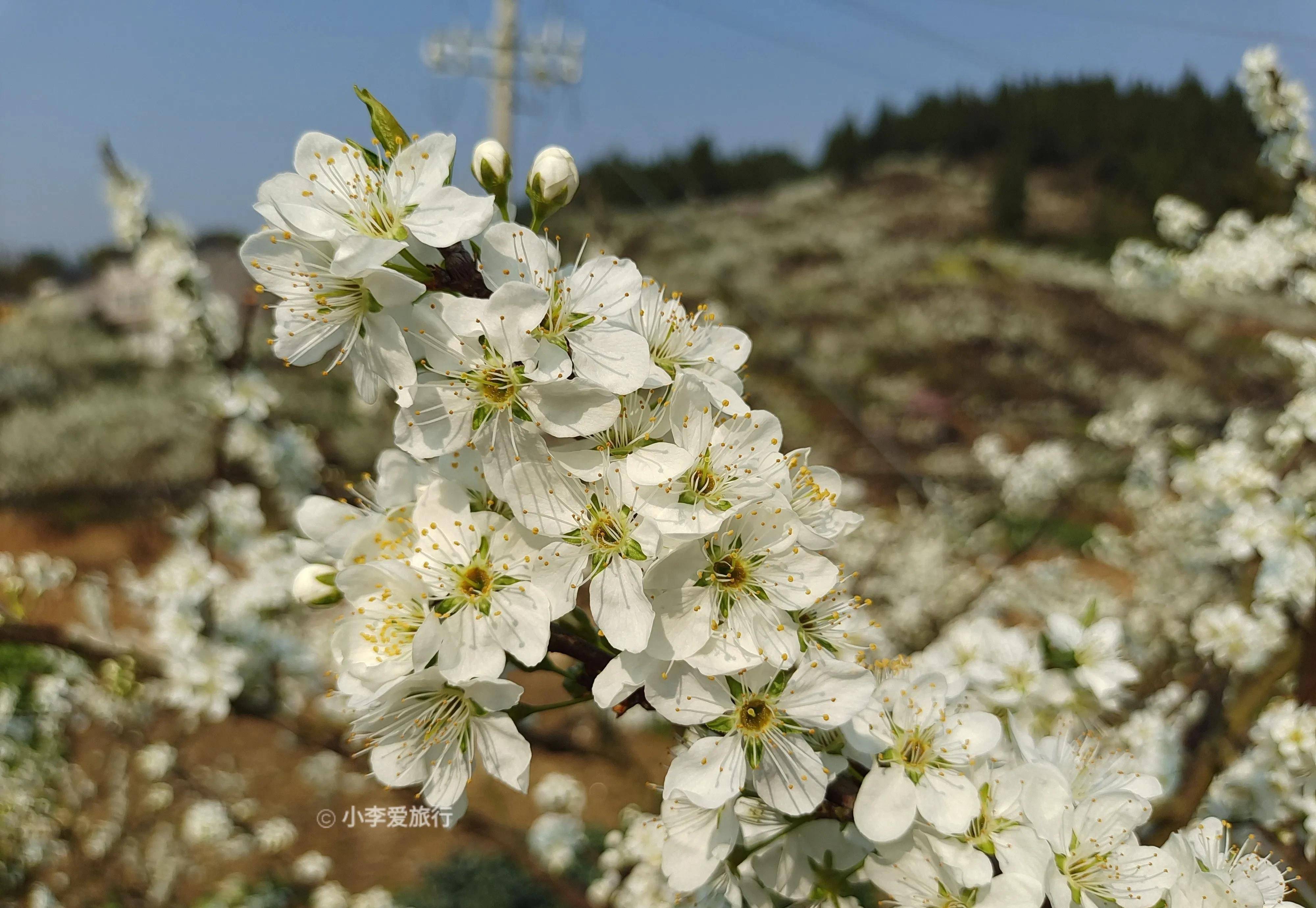 重庆渝北印盒的李花开放了,满山遍野,美不胜收,居然还不要门票_李园