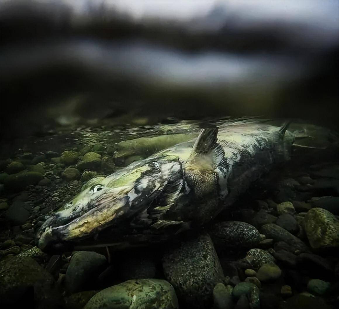僵尸鱼到底有多恐怖?每年都有数百万条三文鱼,变成僵尸活活烂死
