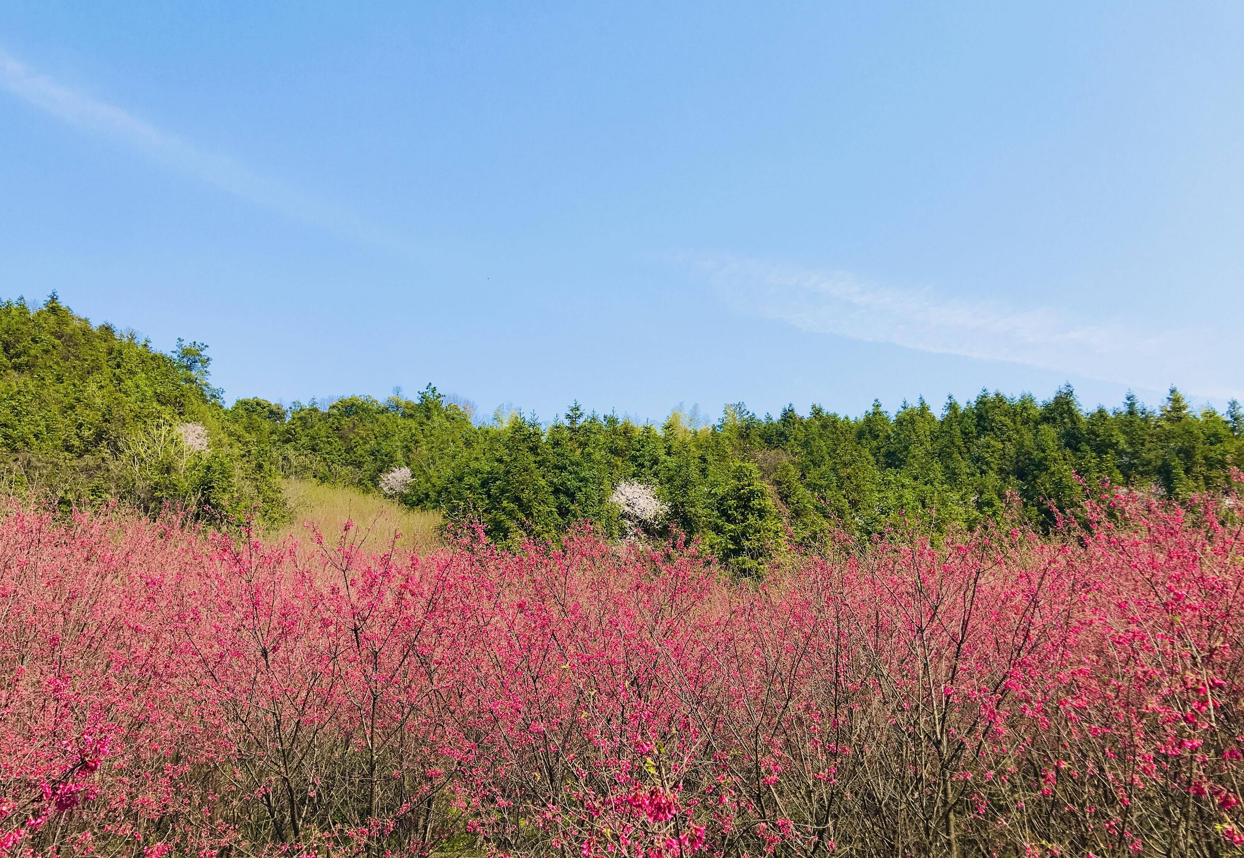 米积村樱花图片