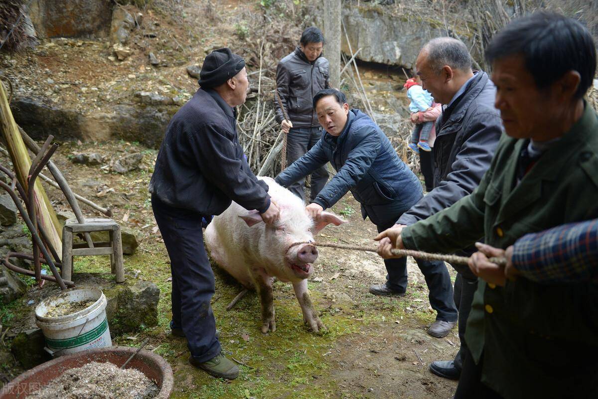 实拍农村杀猪现场图片