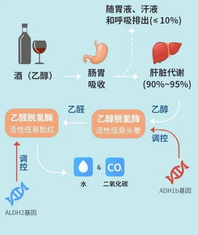 酒精代谢过程图图片