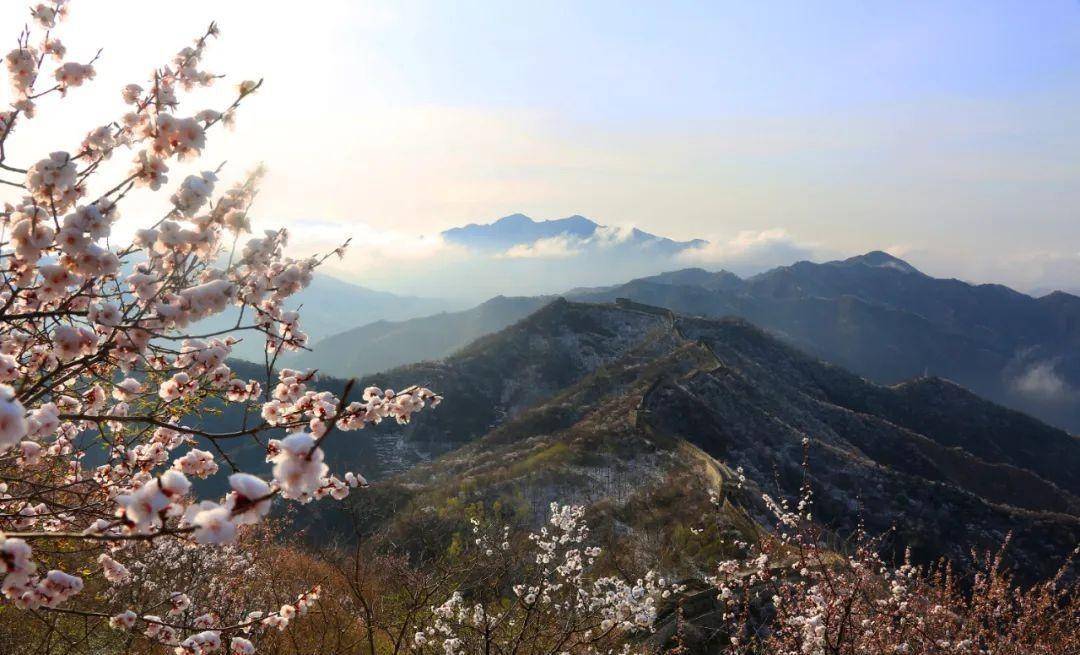 慕田峪长城烂漫山花节花开这里,与你相峪!_作品_田振辉_向东