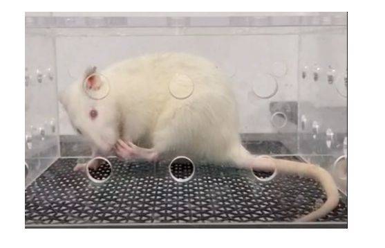 小鼠福尔马林疼痛模型|动物模型构建服务|疼痛模型构建服务_min_反应