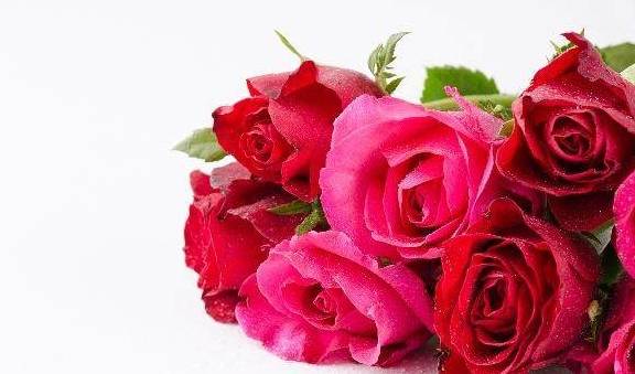 十个你不晓得的冷常识！花店出卖的玫瑰是实的么？