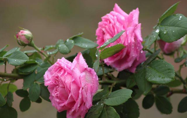 5种"贵族花",有上千年栽培史,可传给子子孙孙,看你家养了没_开花_兰花