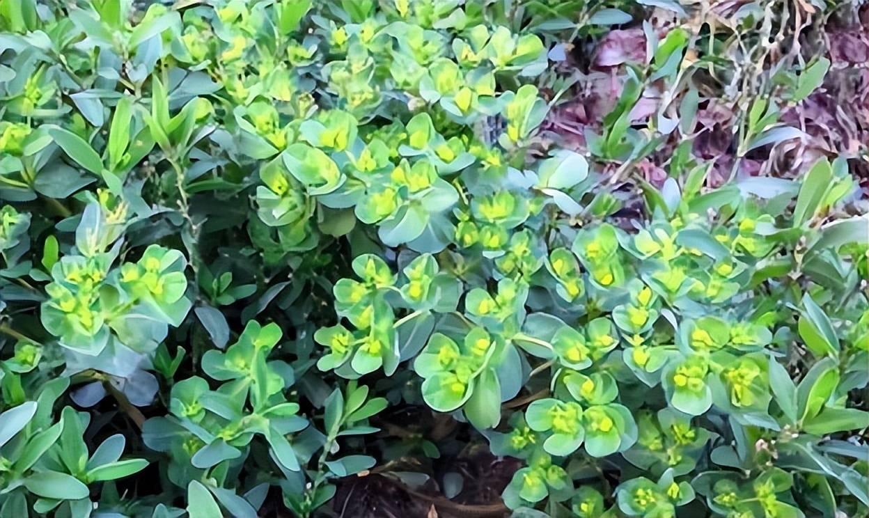 这种野草人称马虎眼