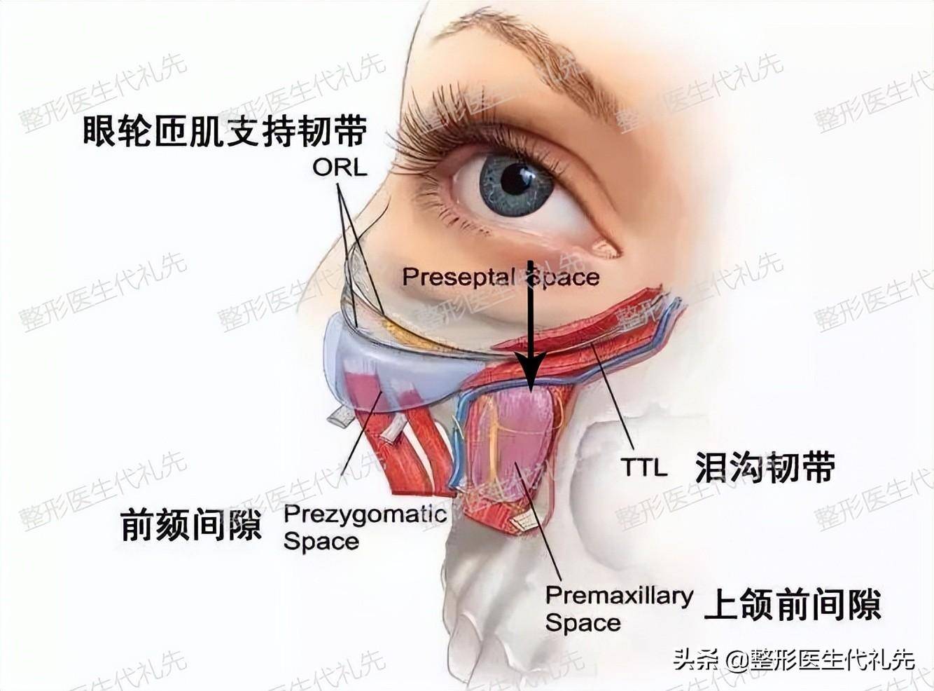 眼睛小梁位置图片