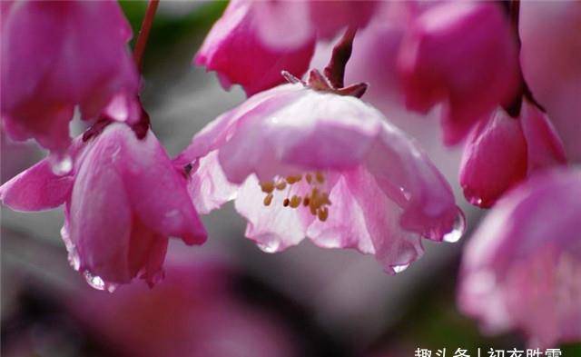 陳與義春雨海棠四首,亂世丹心,海棠不惜胭脂色,獨立濛濛細雨中_風雨