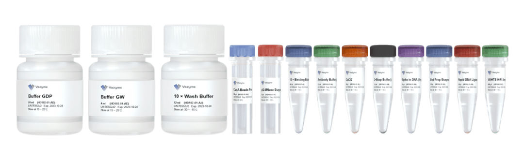 质-dna相互作用的cut&run建库试剂盒,使用protein g融合的mnase核酸酶