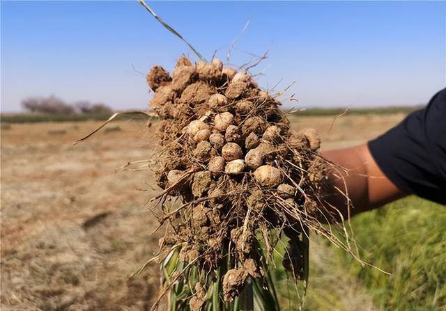 来自非洲的"油莎豆",高产高油,种植还非常简单_油料_花生_我国