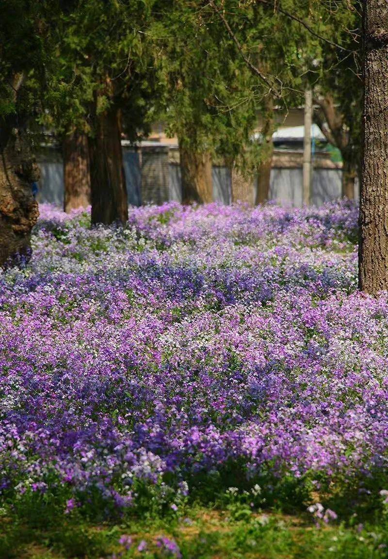 紫竹院公園,北京大觀園,北海公園,西城區萬壽公園,西城區月壇公園