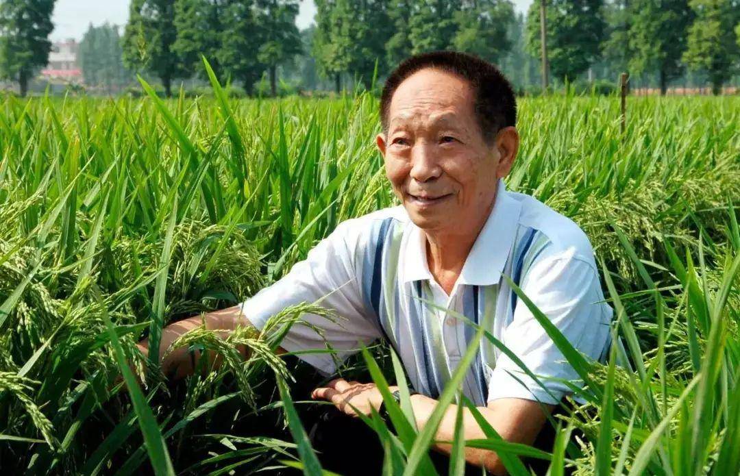 学习袁隆平,做一粒好种子丨杂交水稻从这里走向世界