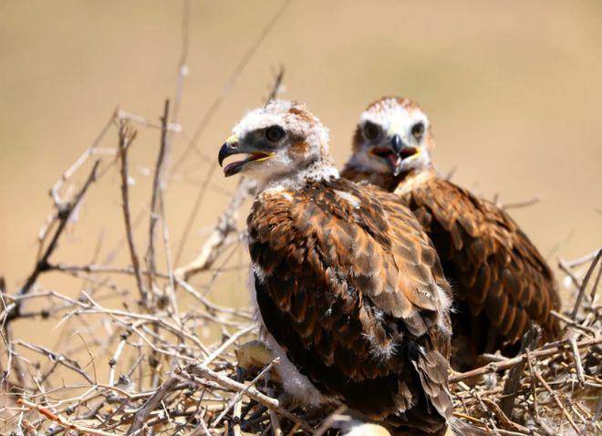 北半球上一种广为人知的猛禽——金雕_雏鸟_黑褐色_灰白色
