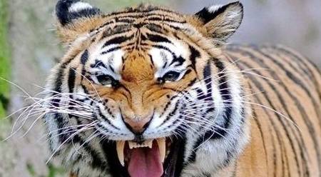 古人云:龙生九子各有不同,虎生三子必有一彪,"彪"究竟有多狠_说法