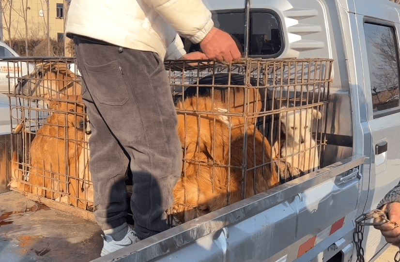 河南:狗市里不敢反抗的看家犬被带上狗肉车,网友:老实成了原罪_狗狗
