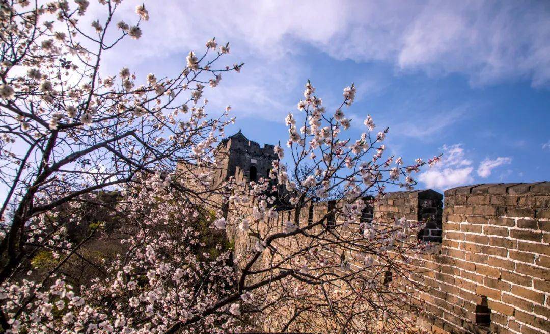 慕田峪长城烂漫山花节尽享春日fun趣,多重折扣限时抢购!