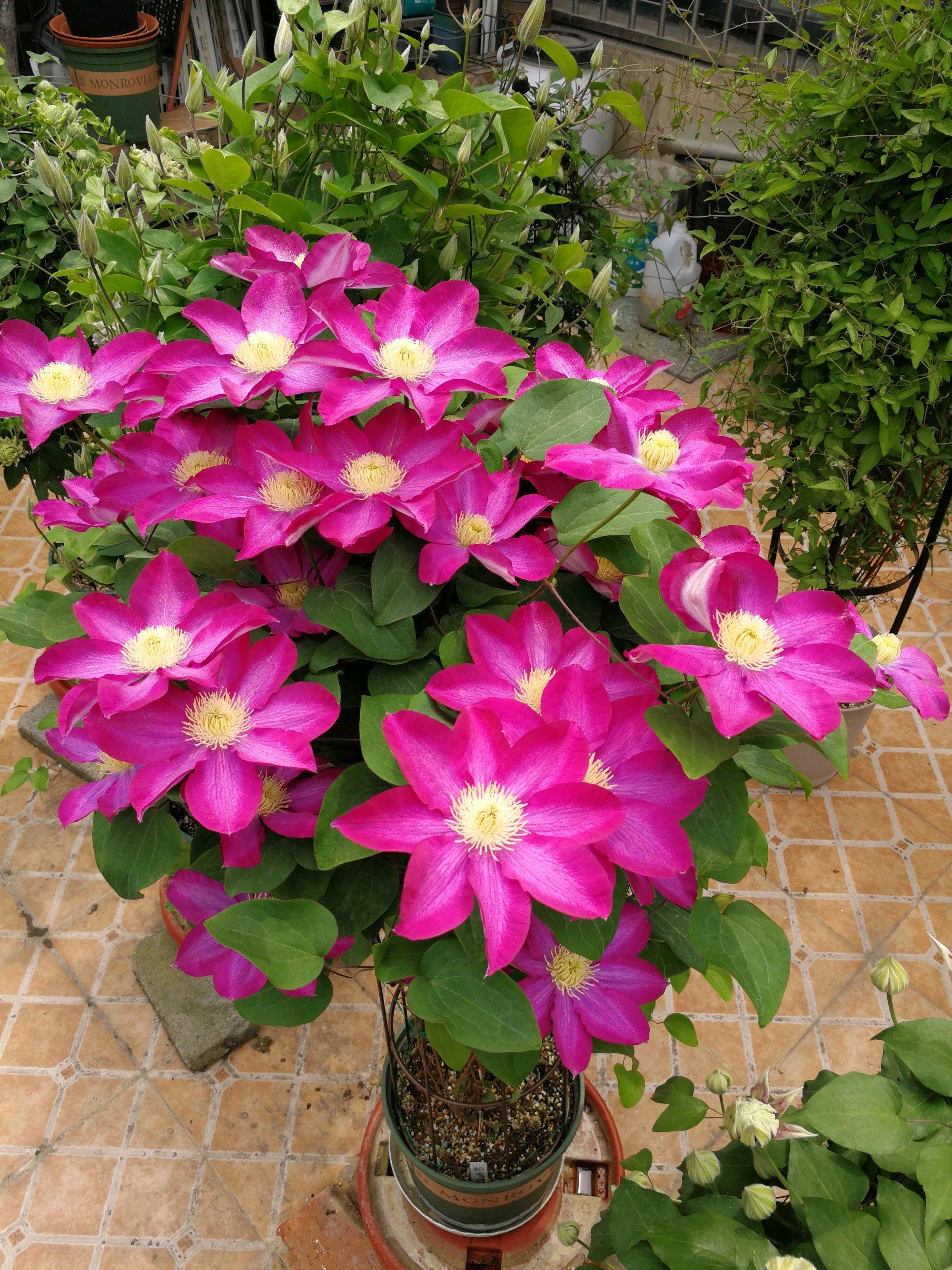 阳台养铁线莲,就选"粉香槟",耐阴好养,绚丽美观,多季节开花_盆栽_休眠