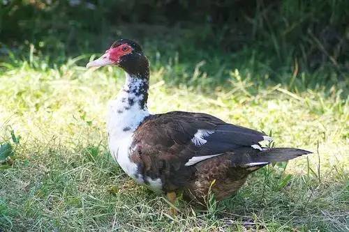 养殖红面番鸭前的准备工作 怎么养番鸭能尽快红面_时候_进行_黏性