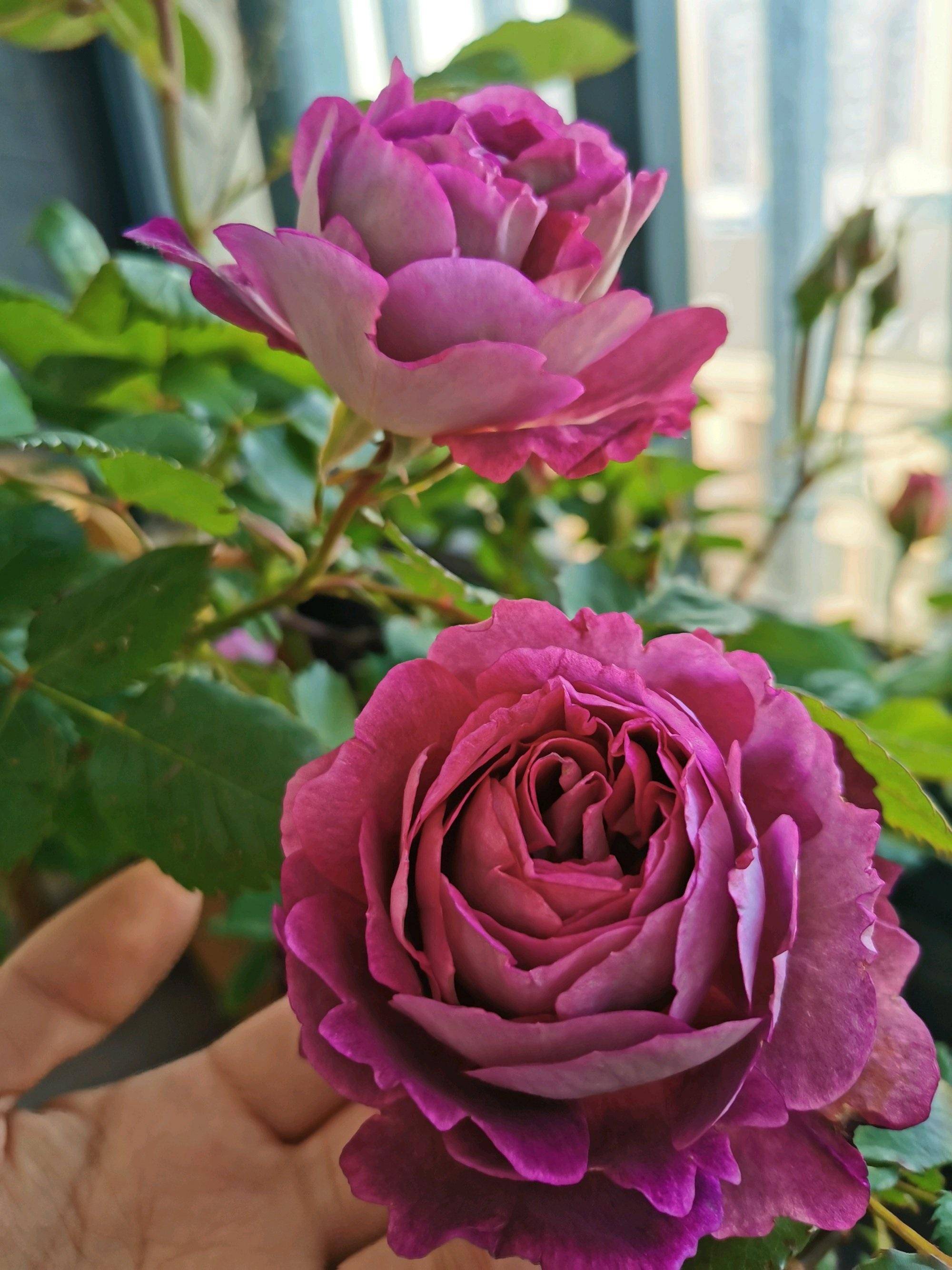 8种适合阳台养的强香月季,一花香一室,"颜值"也高,值得拥有_开花_香气