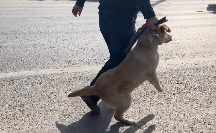 大叔一离开狗市,狗狗便被拎着脖子扔进笼,发现赚到了,狗贩笑开了花