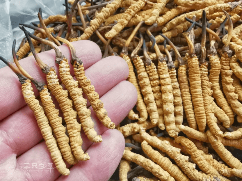 《中华人民共和国药典临床用药须知》中关于冬虫夏草的记载_人参_功能