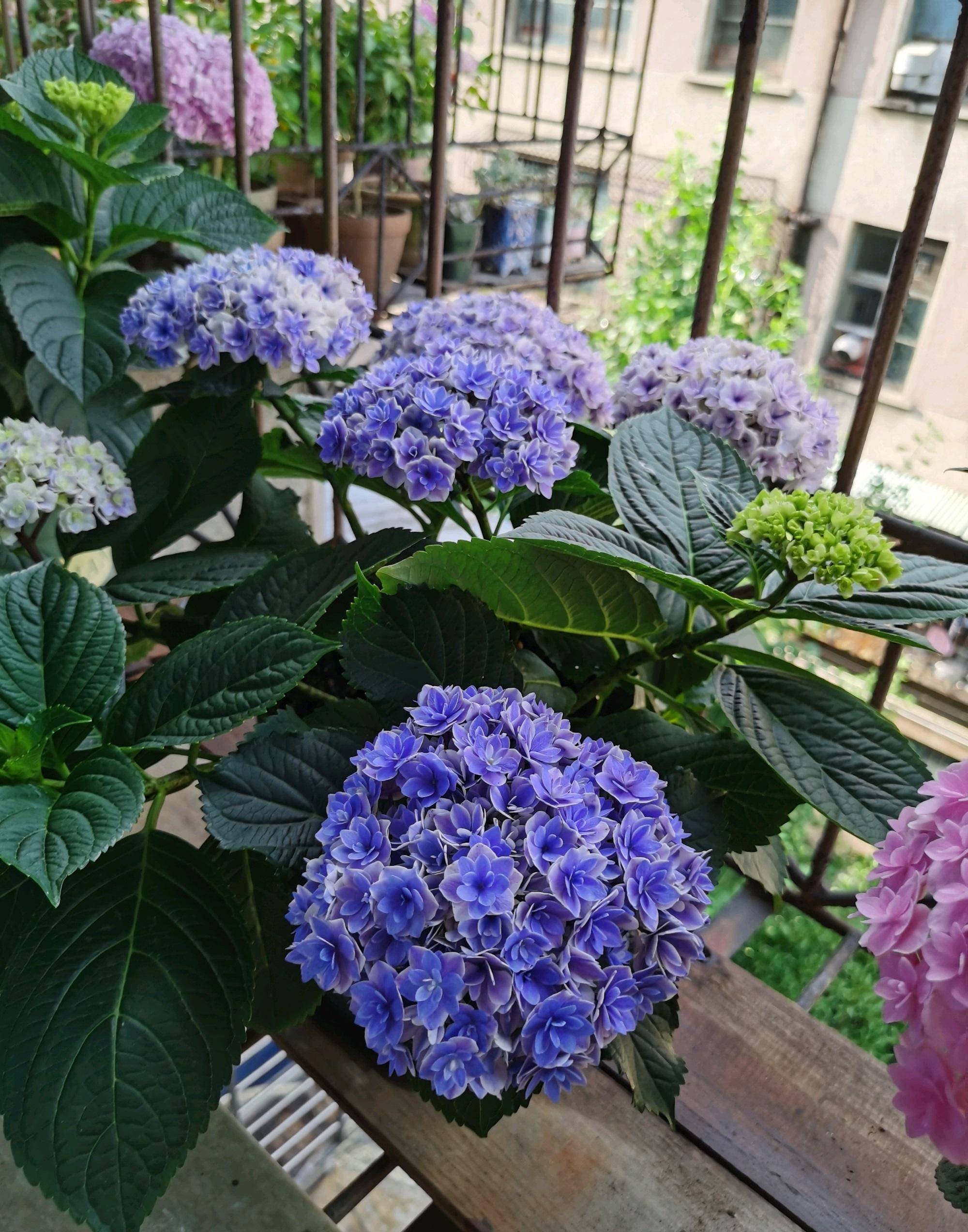 阳台养绣球,就选"夏洛特公主",植株低矮,花大色美,多季开花_品种_花朵