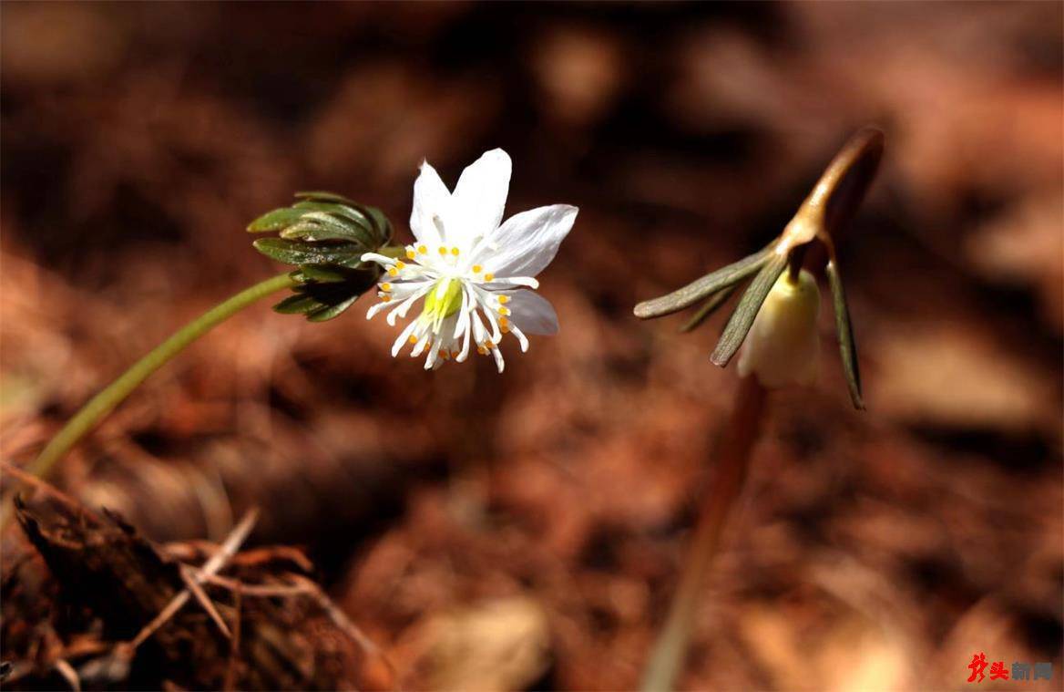 白色冰凌花_横道河子_寻找_黄色