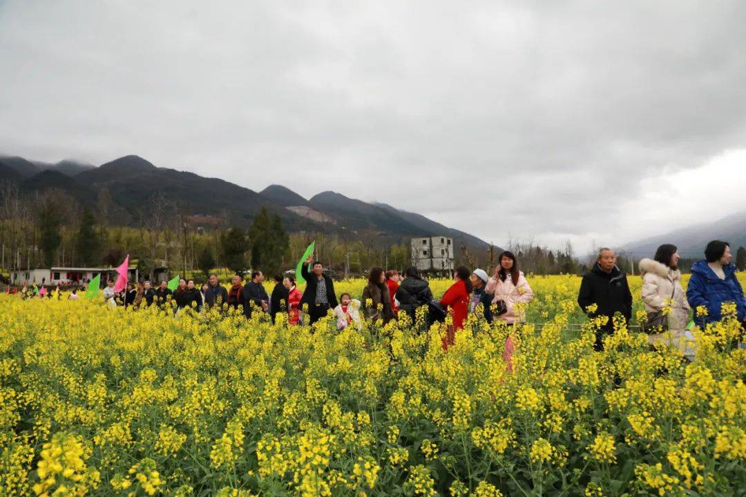 沙子坡镇:聆听高腔山歌,畅游油菜花海_活动_游客_红色