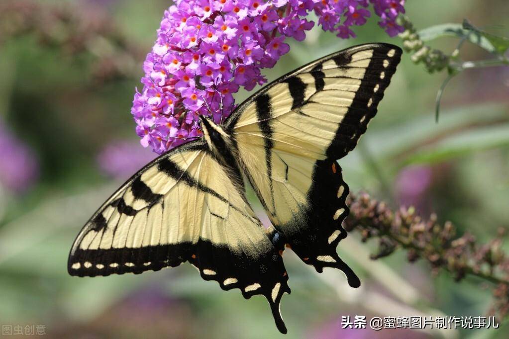 親愛的朋友,如果您也喜歡大自然美景,花卉植物,各種蔬果,鳥兒,青山