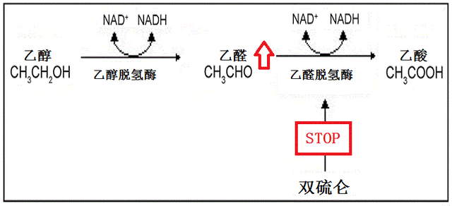 双硫仑为什么双硫仑可以用于戒酒?