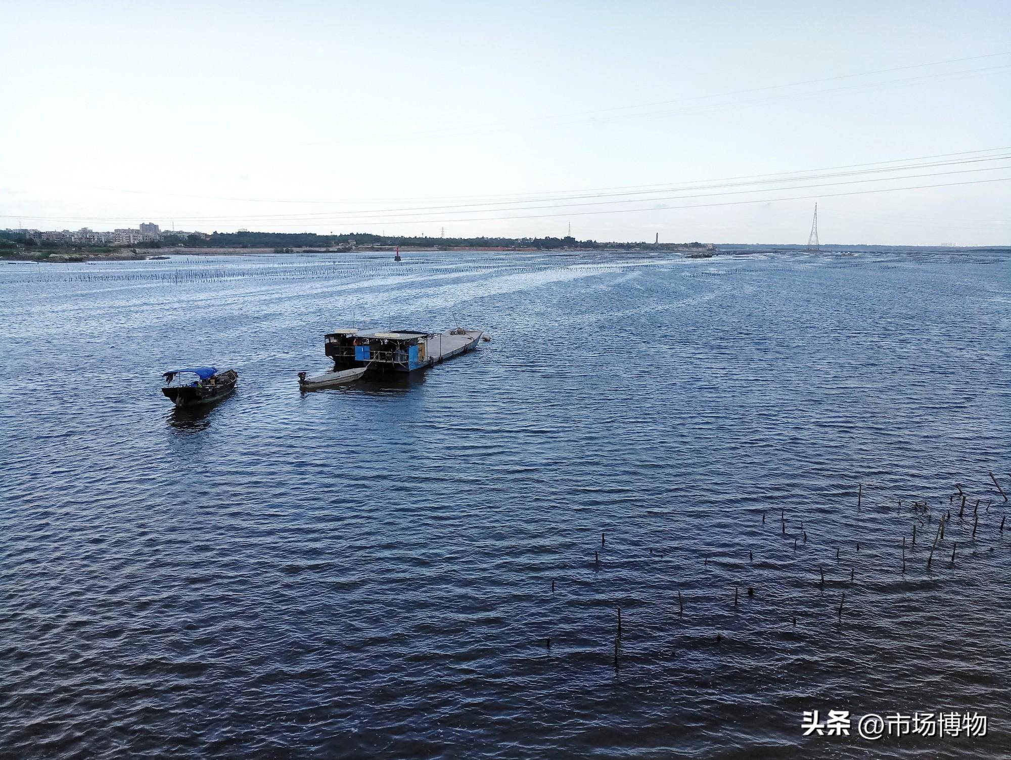 湛江生蚝课代表-官渡白蚝:概况,采购和烹食_食用_坡头区_养殖