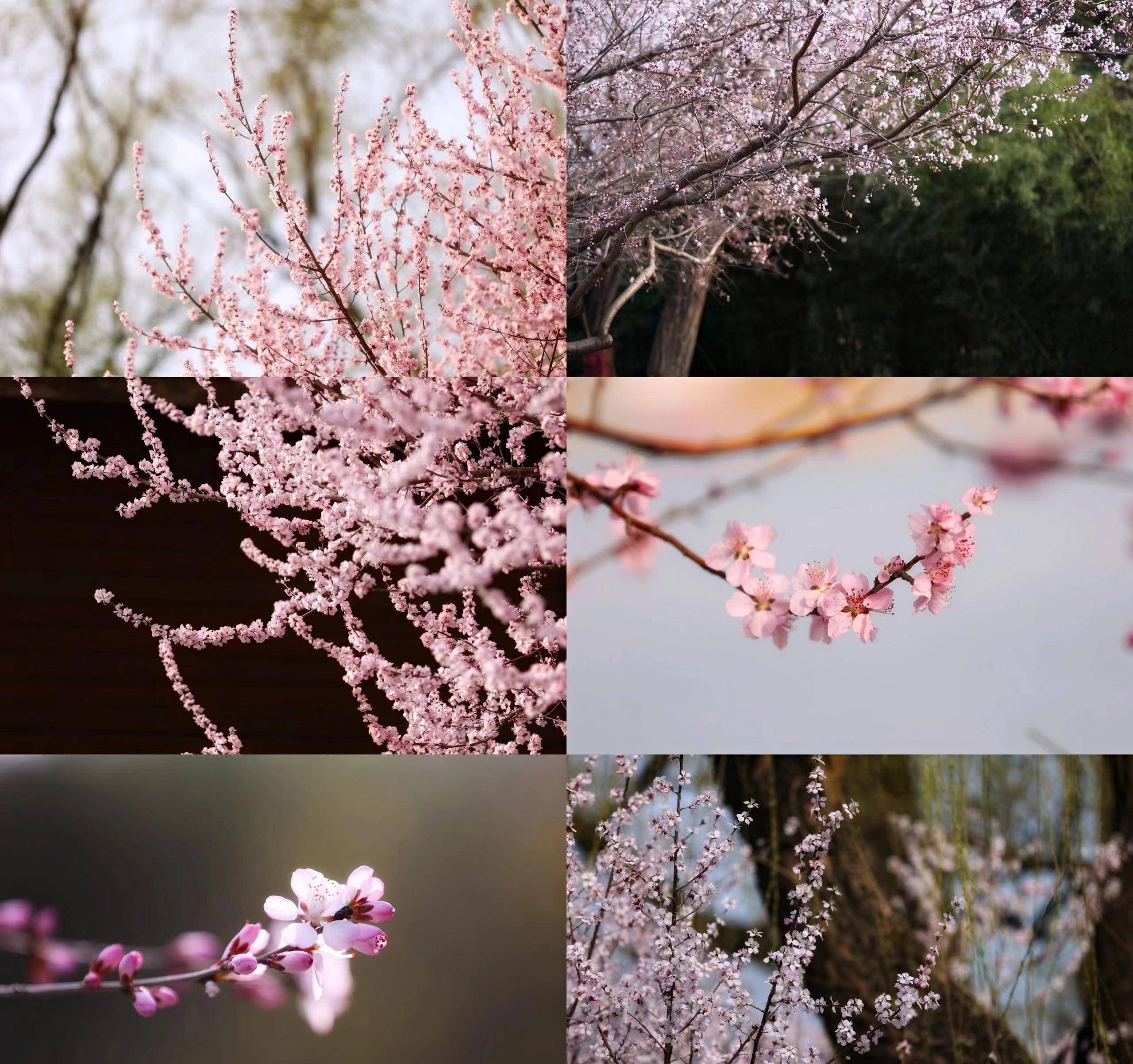 北京玉渊潭山桃花惊艳绽放_游客_公园_粉色