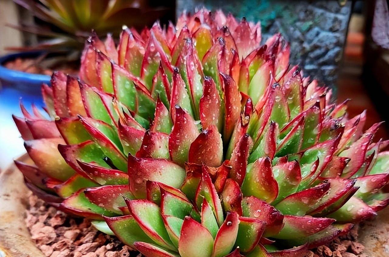 这2款多肉都叫吉赛尔,一款是东云系颜色靓,一款是仙人球爱开花_时候