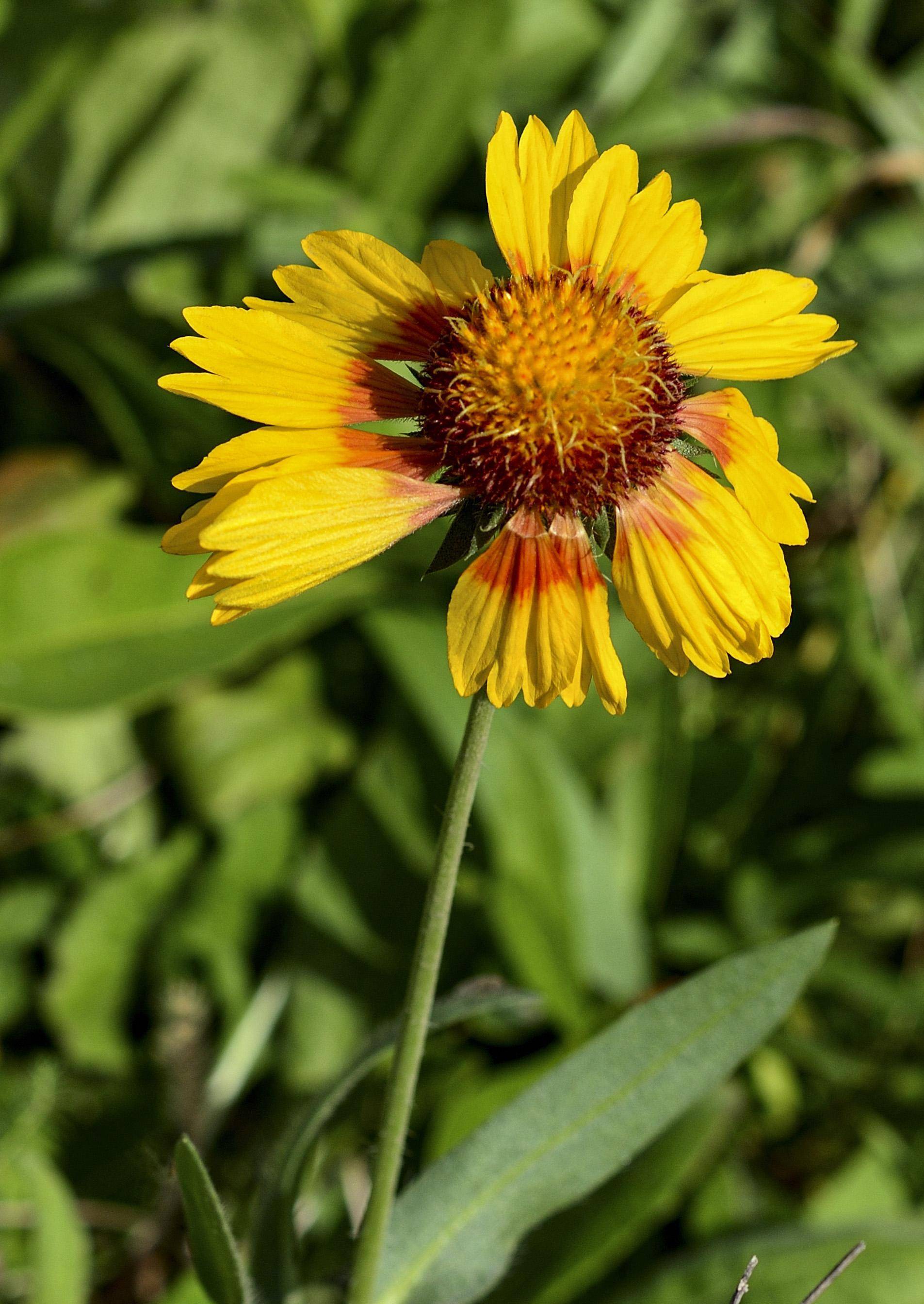 22种常见栽培的菊科观花植物,你都见过吗?(一)_金光菊_舌状花_管状花