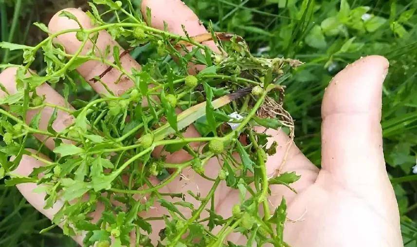 俗名"猪屎草",因味臭而被人嫌弃,竟不知是珍贵的"还魂草"_胡荽_民间