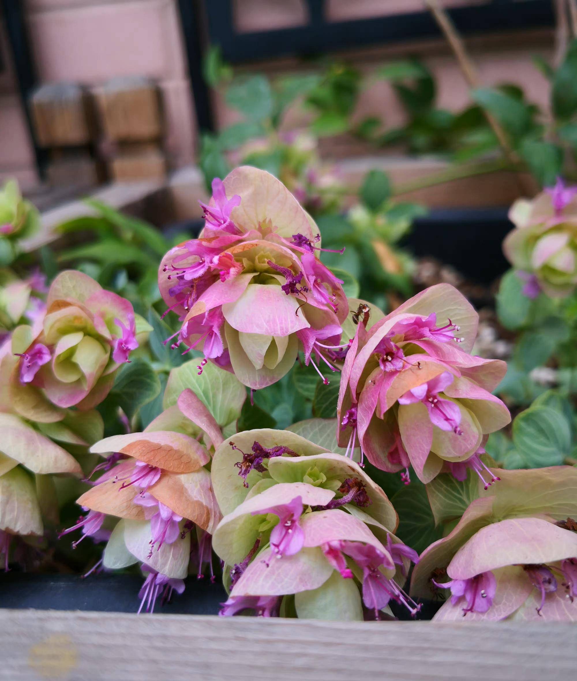 (二)牛至折纸画origanum rotundifolium karigami