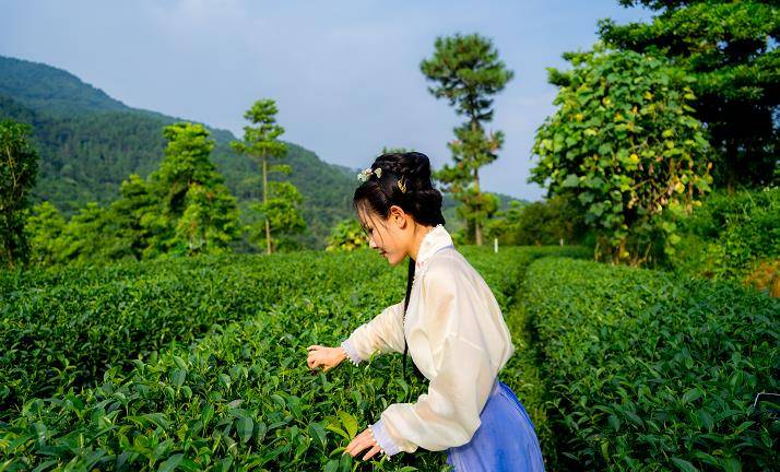 古韻茶香,自然風光-雲浮新興景點象窩山_山峰_旅遊_廣東省