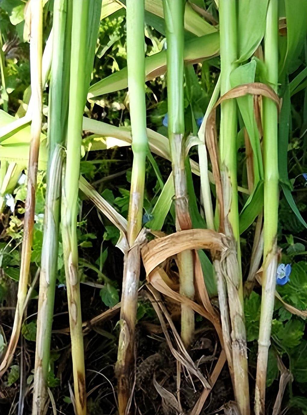 小麦返青拔节期早防纹枯病_防治_悬浮_品种