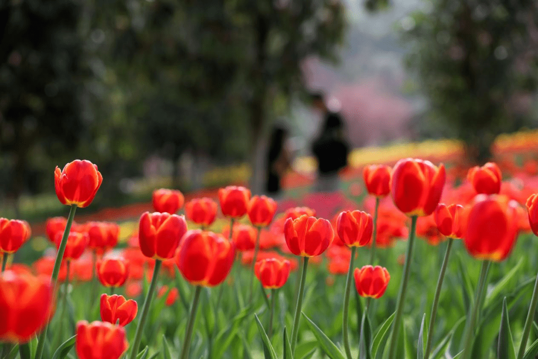 花多彩鲜花网（花多采是个什么平台） 第8张