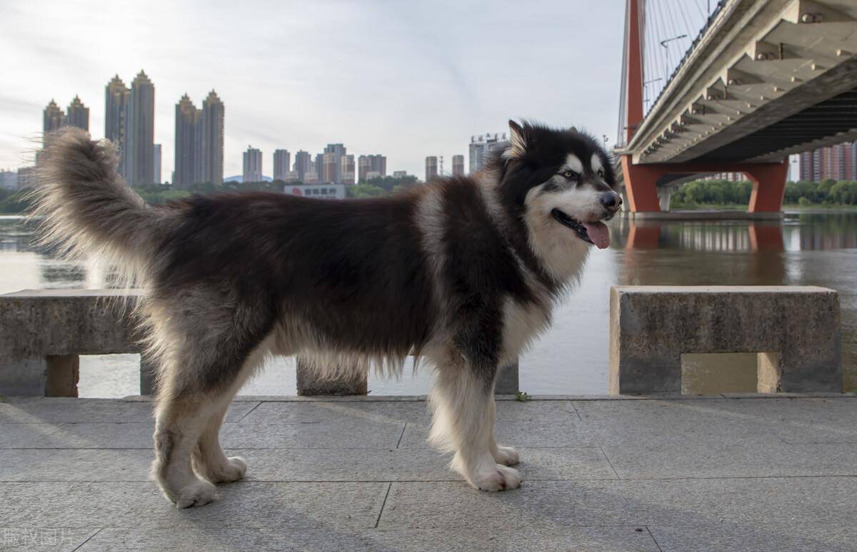 阿拉斯加熊版好还是狼版好,有什么区别呢?_生活_差异_环境