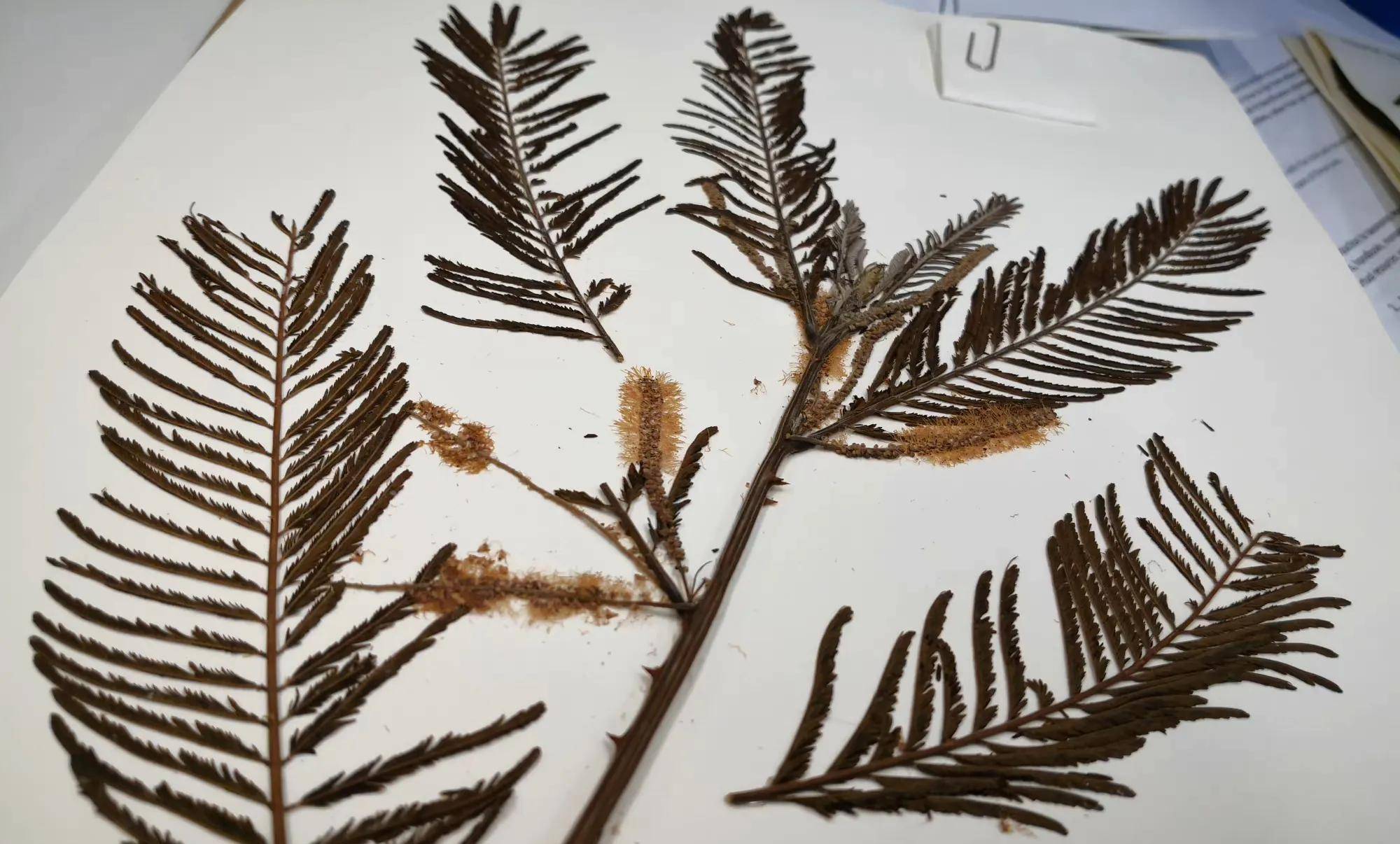 实习课的豆科标本,张张美如画(三)美厚荚相思acacia crassicarpa,相思