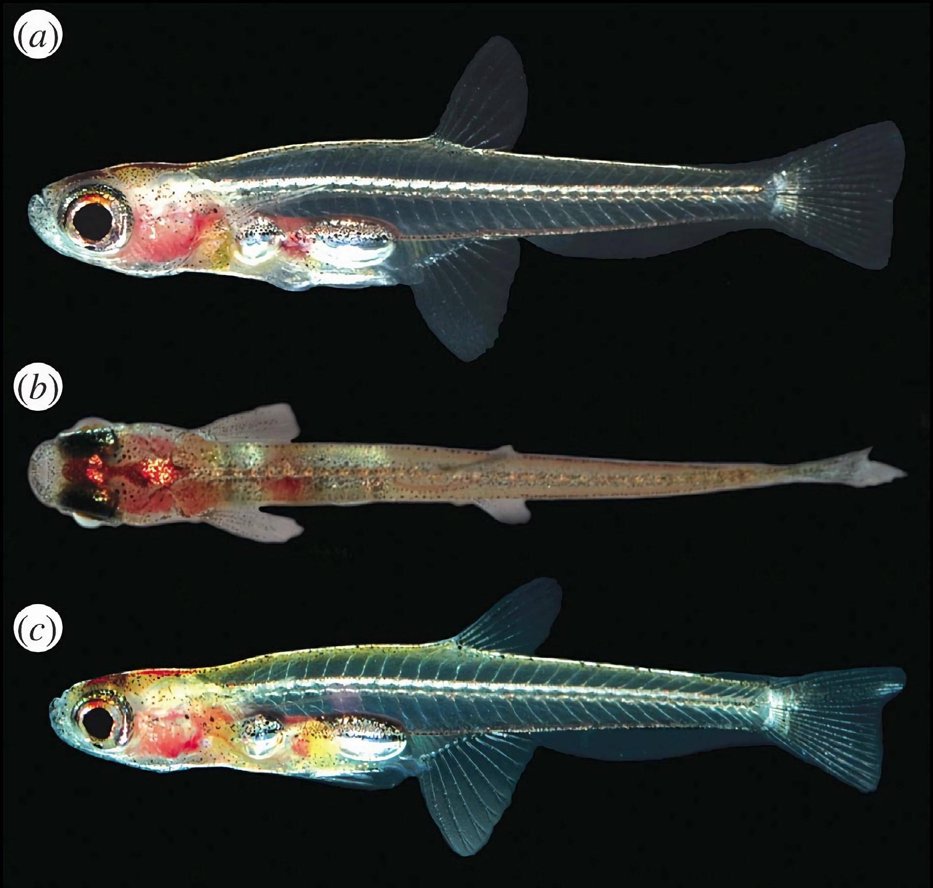 (八)胖婴鱼(stout infantfish)蜂鸟(bee hummingbird)世界上最小的