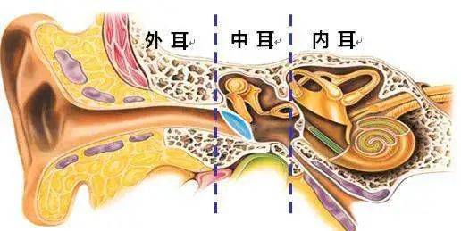 人体耳朵的结构:耳道图解_鼓膜_振动_内耳