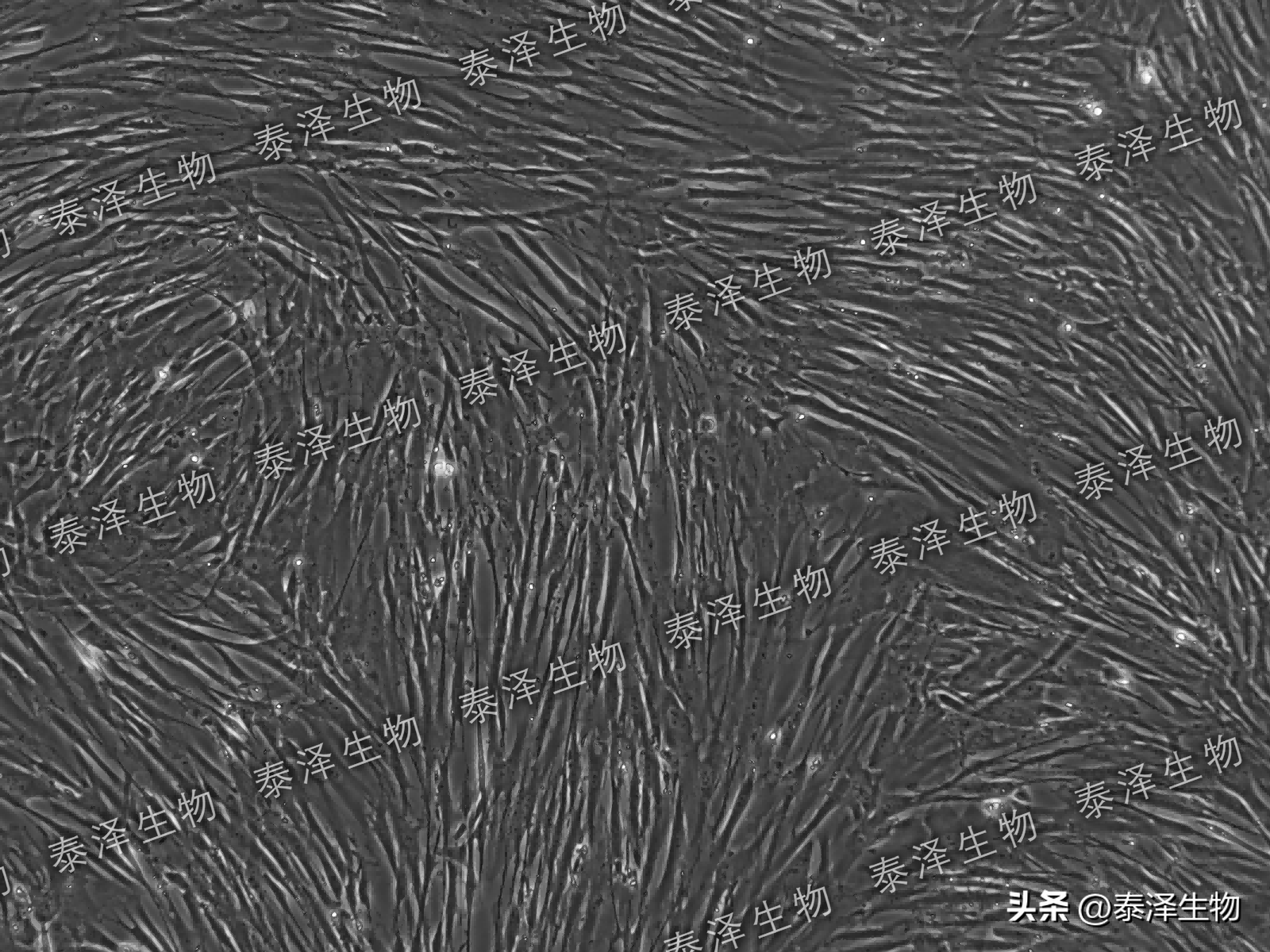 mrc-5 人肺二倍体细胞 基础介绍与培养传代_ml_培养基_进行