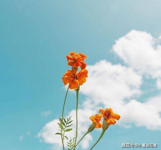 睿智唯美的正能量句子,積極向上,發朋友圈人氣很高_人生_才能_生命