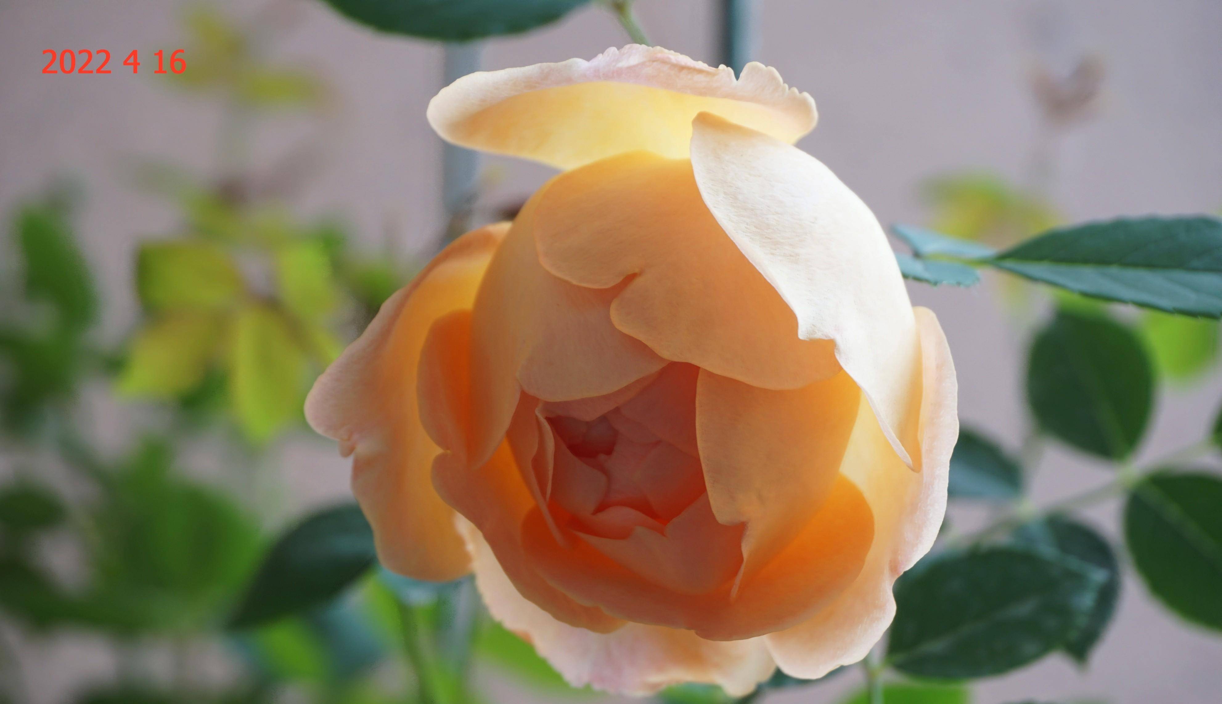 阳台花事(14):月季夏洛特夫人(lady of shalott)篇_种植_花瓣_cm