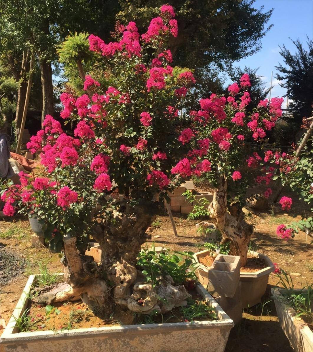 6种"富贵花",有院子种一棵,小苗养成"大花树",越养越值钱_开花_山茶花