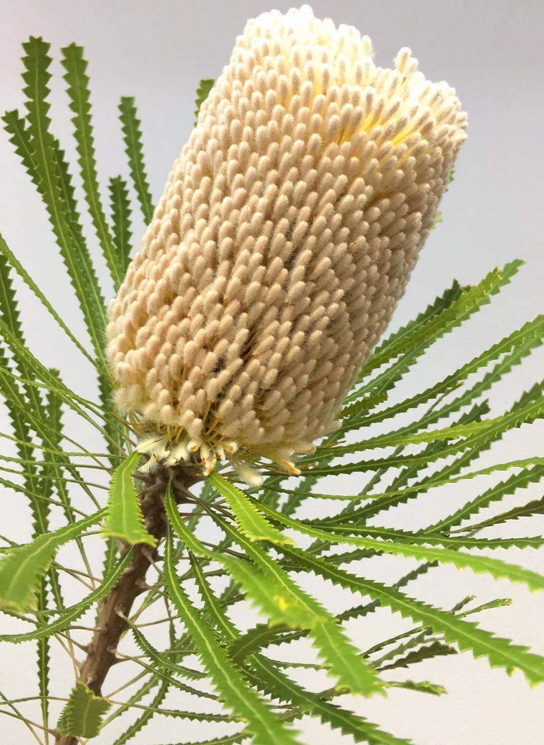 斑克木,树姿优美,叶形奇特,花序非凡,花色美丽,果实特别_树种_形状_因